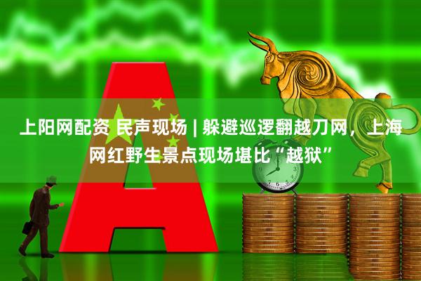 上阳网配资 民声现场 | 躲避巡逻翻越刀网，上海网红野生景点现场堪比“越狱”